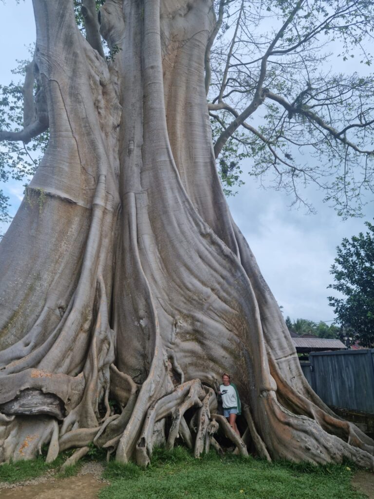 Grote Banyan tree onderweg naar Munduk